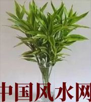 黄石十二生肖养什么植物最旺财运？你知道吗！